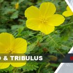 testo tribulus