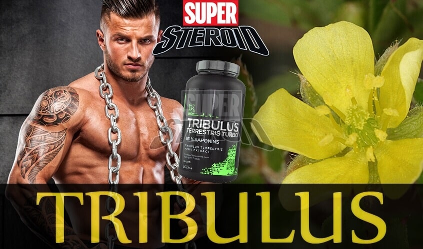 tribulus