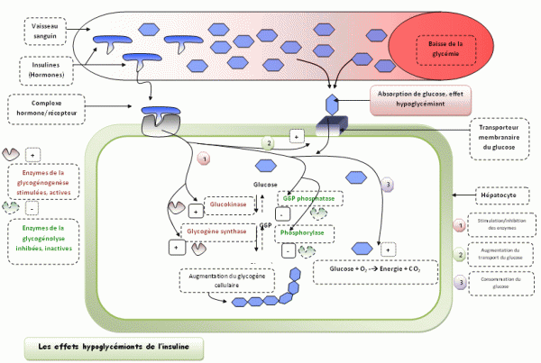 600_Les-effets-hypoglyc_miants-de-l__insuline-sur-la-cellule-h_patique