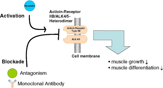 role myostatine activine