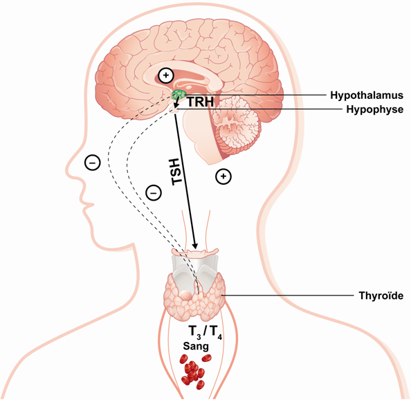 t3 - t4 hypotalamus
