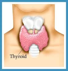 thyroid