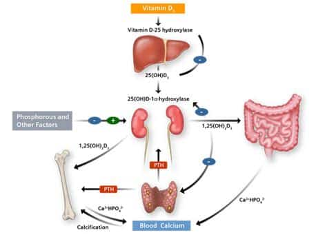 vitamind_hormonal-00019350~9