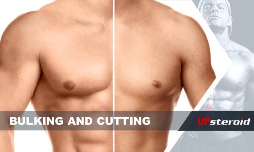 up blog bulking cutting cycle